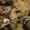Koliha mala - Numenius phaeopus - Whimbrel o9305